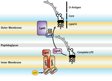 Il nuovo nemico silenzioso: il lipopolisaccaride